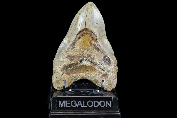 Large, Fossil Megalodon Tooth - North Carolina #108877
